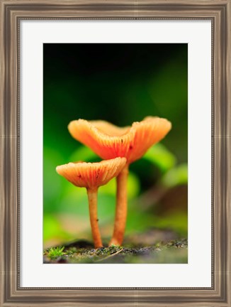 Framed Bright Orange Mushrooms, Queensland Rainforest At Babinda, Australia Print