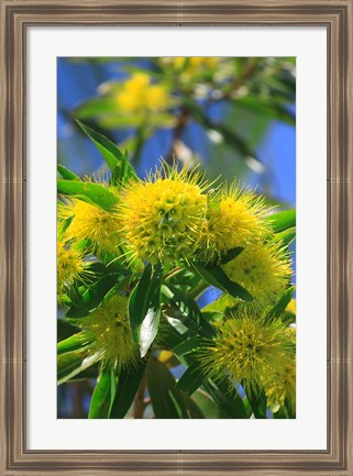 Framed Bright Yellow Wattle Tree In Suburban Cairns, Queensland, Australia Print