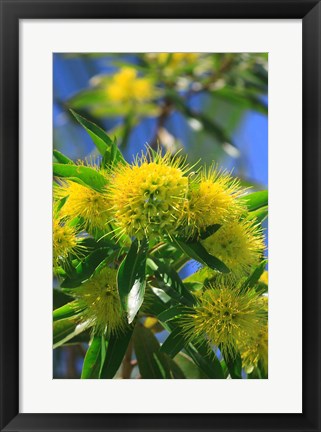 Framed Bright Yellow Wattle Tree In Suburban Cairns, Queensland, Australia Print