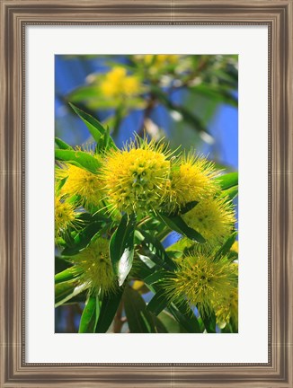 Framed Bright Yellow Wattle Tree In Suburban Cairns, Queensland, Australia Print