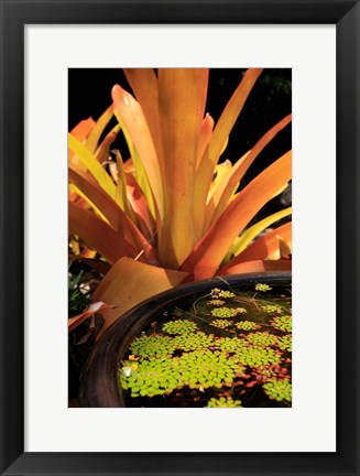 Framed Potted Plant, Cairns Botanic Gardens, Queensland, Australia Print