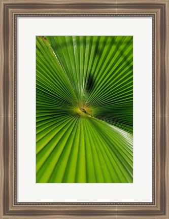 Framed Pattern On Palm Leaf, Cairns Botanic Gardens, Queensland, Australia Print