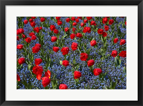 Framed Tulips, Botanic Gardens, Hagley Park, Christchurch, Canterbury, New Zealand Print