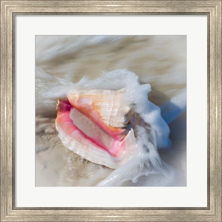 Framed Bahamas, Little Exuma Island Conch Shell In Surf Print