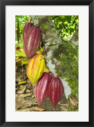 Framed Cuba, Baracoa Cacao Pods Hanging On Tree Print