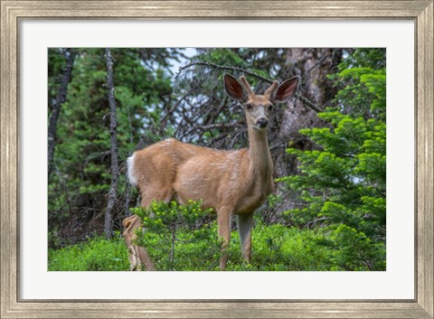 Framed Deer In The Assiniboine Park, Canada Print