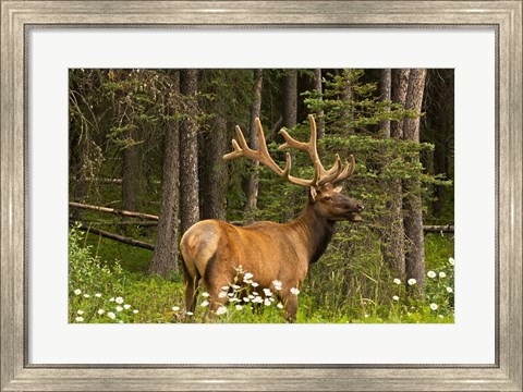 Framed Bull Elk, Bow Valley Parkway, Banff National Park, Alberta, Canada Print