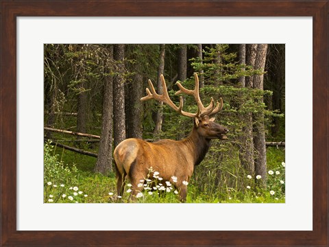 Framed Bull Elk, Bow Valley Parkway, Banff National Park, Alberta, Canada Print