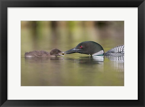 Framed Canada, British Columbia A Common Loon &amp; Chick At Lac Le Jeune Print