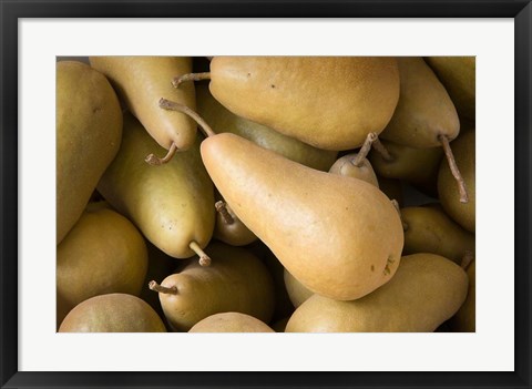 Framed Canada, British Columbia, Cowichan Valley Close-Up Of Harvested Pears Print