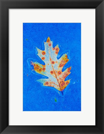 Framed Canada, Quebec, Mount St Bruno Conservation Park Red Oak Leaf Caught In Ice Print