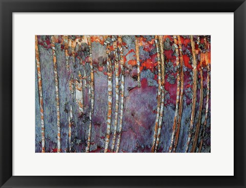 Framed Canada, Quebec, Mount St-Bruno Conservation Park White Birch Root Bark Patterns Print