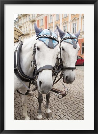 Framed Czech Republic Horses On Cobblestone Karlovy Vary Street Print