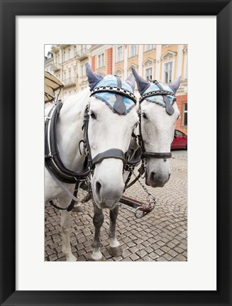 Framed Czech Republic Horses On Cobblestone Karlovy Vary Street Print