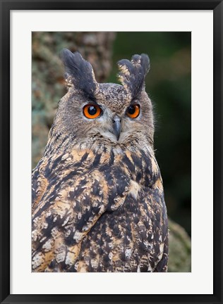 Framed Czech Republic, Liberec Eagle Owl Falconry Show Print