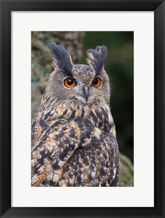 Framed Czech Republic, Liberec Eagle Owl Falconry Show Print