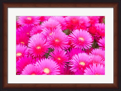 Framed Cote d&#39;Azure Near Cap d&#39;Antibes Ice Plant Delosperma Cooperi Print