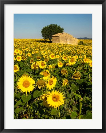 Framed France, Provence, Old Farm House In Field Of Sunflowers Print