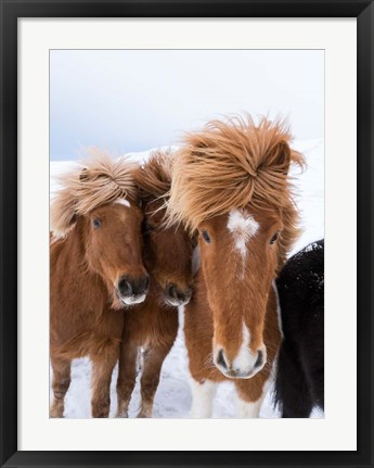 Framed Icelandic Horses With Typical Thick Shaggy Winter Coat, Iceland 12 Print