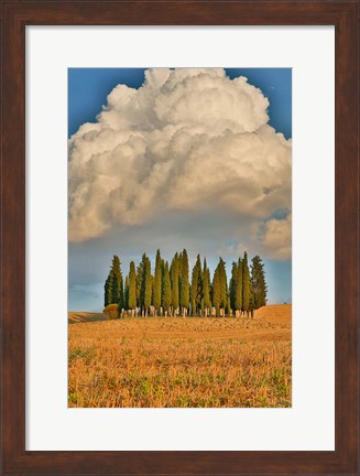 Framed Italy, Tuscany Cypress Tree Grove And Towering Cloud Formation Print