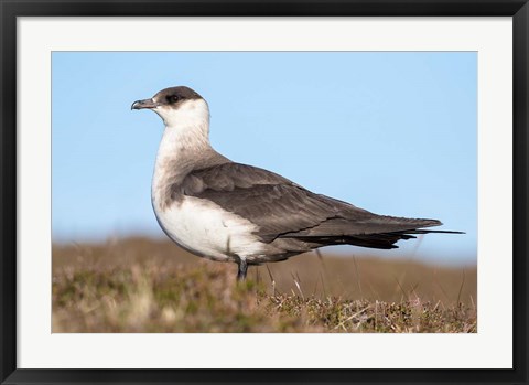 Framed Arctic Skua Great Britain, Scotland, Shetland Islands Print