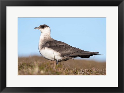 Framed Arctic Skua Great Britain, Scotland, Shetland Islands Print