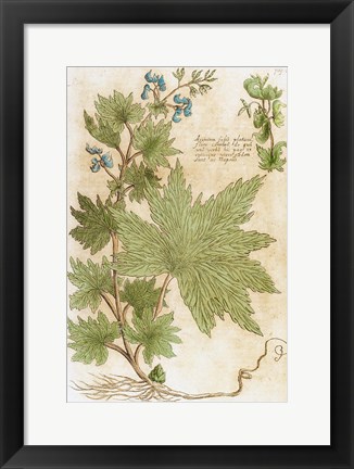 Framed Aconitum Seventeenth-Century Engraving In Bibliotheca Pharmaceutica-Medica Print