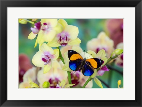 Framed Brush-Footed Butterfly, Callithea Davisi On Orchid Print