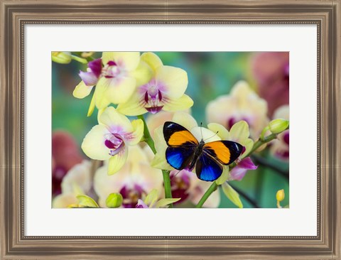 Framed Brush-Footed Butterfly, Callithea Davisi On Orchid Print