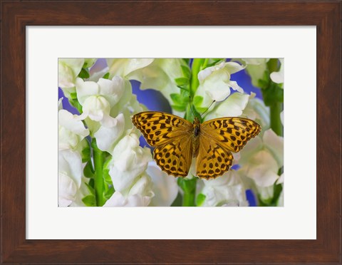 Framed European Silver-Washed Fritillary Butterfly On Snapdragon Flower Print