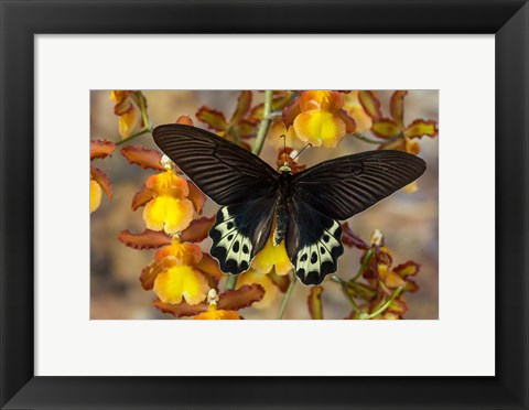 Framed Priapus Batwing Swallowtail Butterfly From SE Asia Print