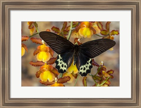 Framed Priapus Batwing Swallowtail Butterfly From SE Asia Print