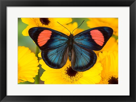 Framed Painted Beauty Butterfly From The Amazon Region Print