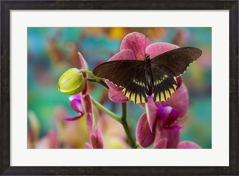 Framed Butterfly Battus Streckerianus From Central And South America Print
