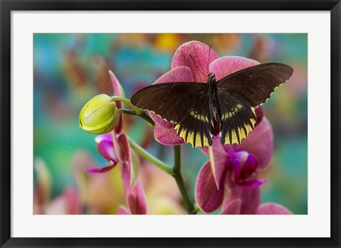 Framed Butterfly Battus Streckerianus From Central And South America Print