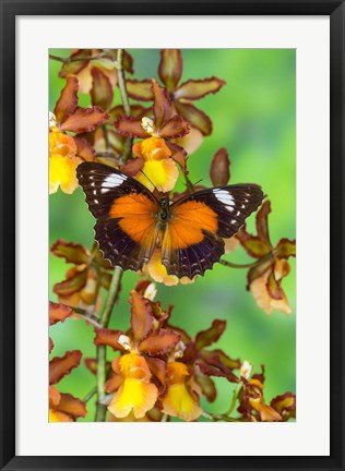 Framed Leopard Lacewing Butterfly Print