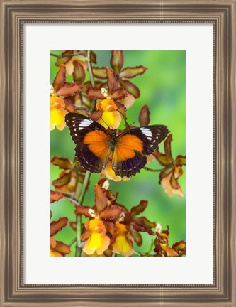 Framed Leopard Lacewing Butterfly Print