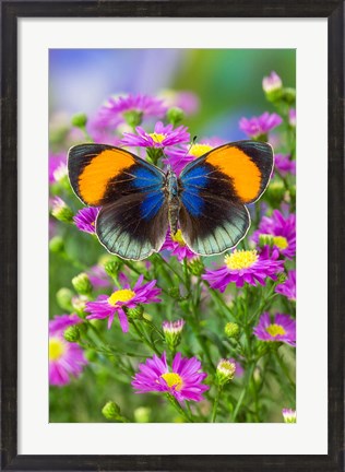 Framed Star Sapphire Butterfly Print