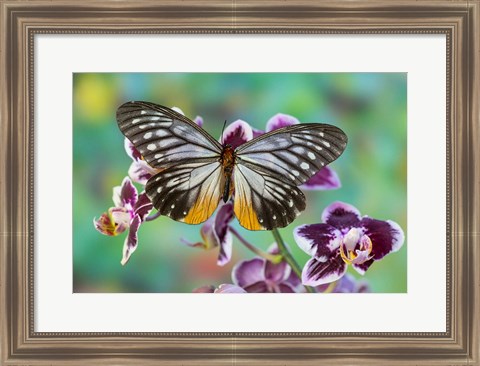 Framed Butterfly Calinaga Buddha, The Freak Print