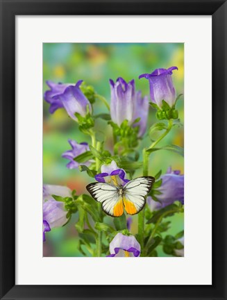 Framed Orange Gull Butterfly Print