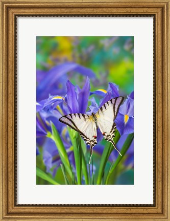 Framed Short-Lined Kite Swallowtail Print