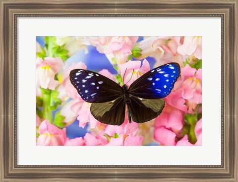 Framed Butterfly The Striped Blue Crow Print