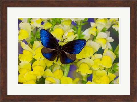 Framed Blue Crow Butterfly Print