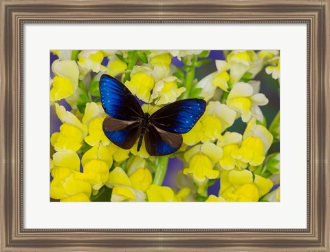 Framed Blue Crow Butterfly Print