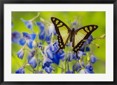 Framed Glassy Bluebottle Butterfly Print