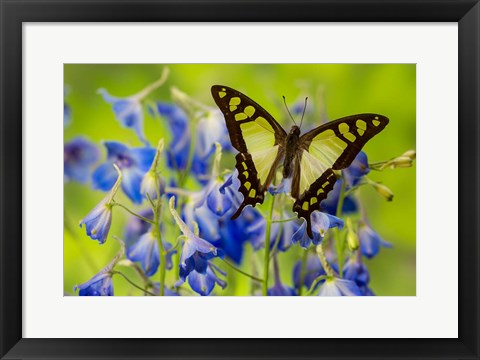 Framed Glassy Bluebottle Butterfly Print