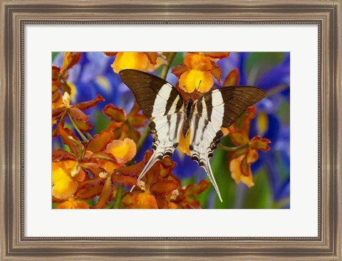 Framed Graphium Dorcus Butongensis Or The Tabitha&#39;s Swordtail Butterfly Print