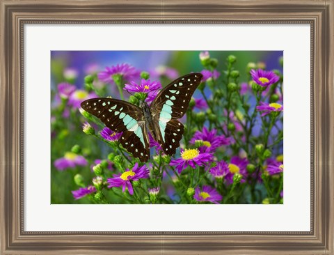 Framed Lesser Jay Butterfly Print