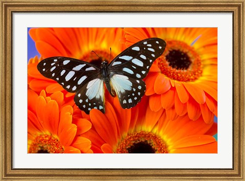 Framed Veined Swordtail Butterfly Print