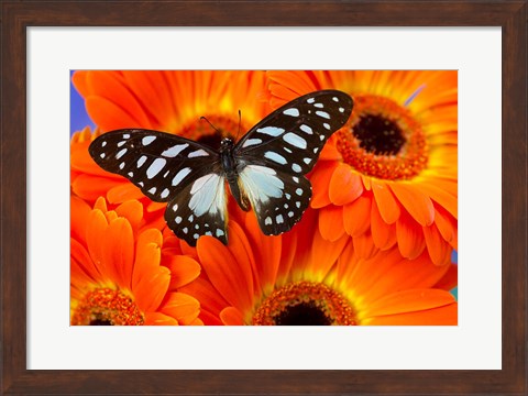 Framed Veined Swordtail Butterfly Print